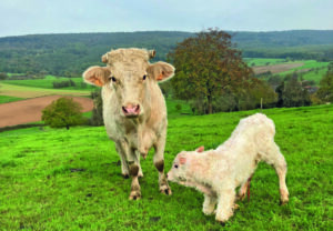 Viande_de_veau_sous_mère_preuschdorf
