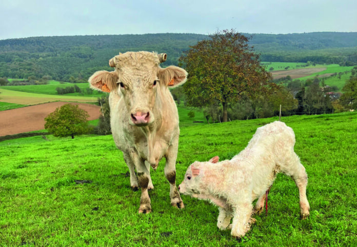Viande_de_veau_sous_mère_preuschdorf