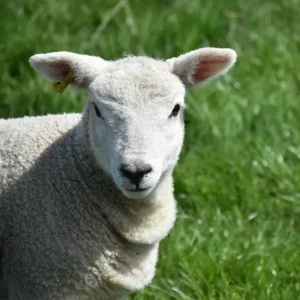 Viande_agneau_bio_preuschdorf