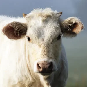 Viande_boeuf_bio_preuschdorf