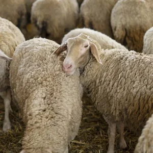 Viande_brebis_bio_preuschdorf