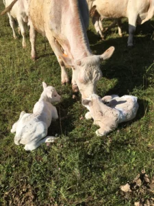 74245838732__8B46BB1D-C371-4C08-8478-7F68FB3226B3 copie