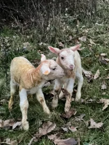 74245838732__8B46BB1D-C371-4C08-8478-7F68FB3226B3 copie2