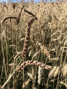 74245838732__8B46BB1D-C371-4C08-8478-7F68FB3226B3 copie5